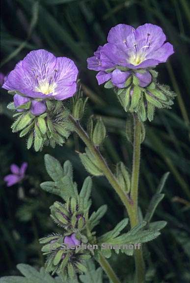 phacelia ciliata 1 graphic